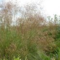 Stipa gigantea